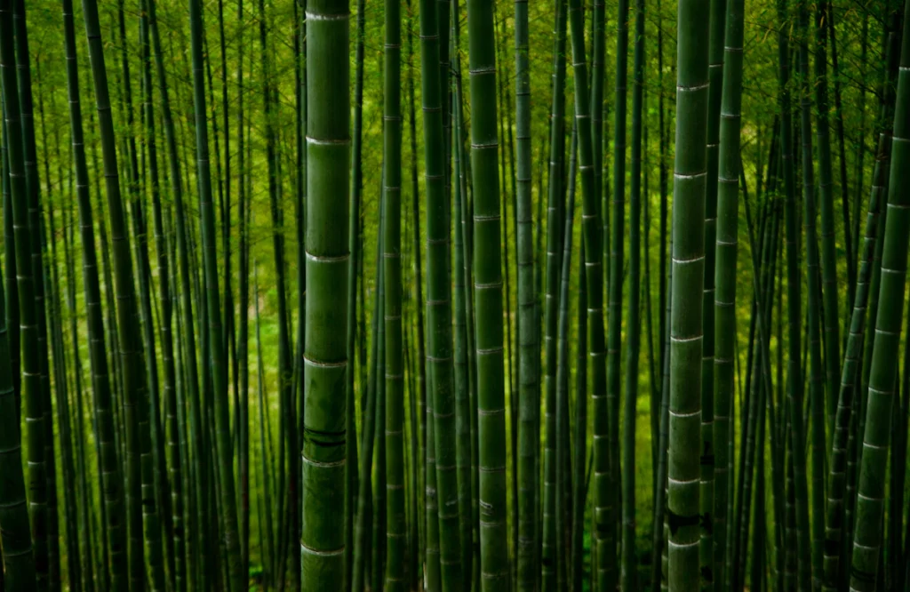 Bamboo stalks in a green forest