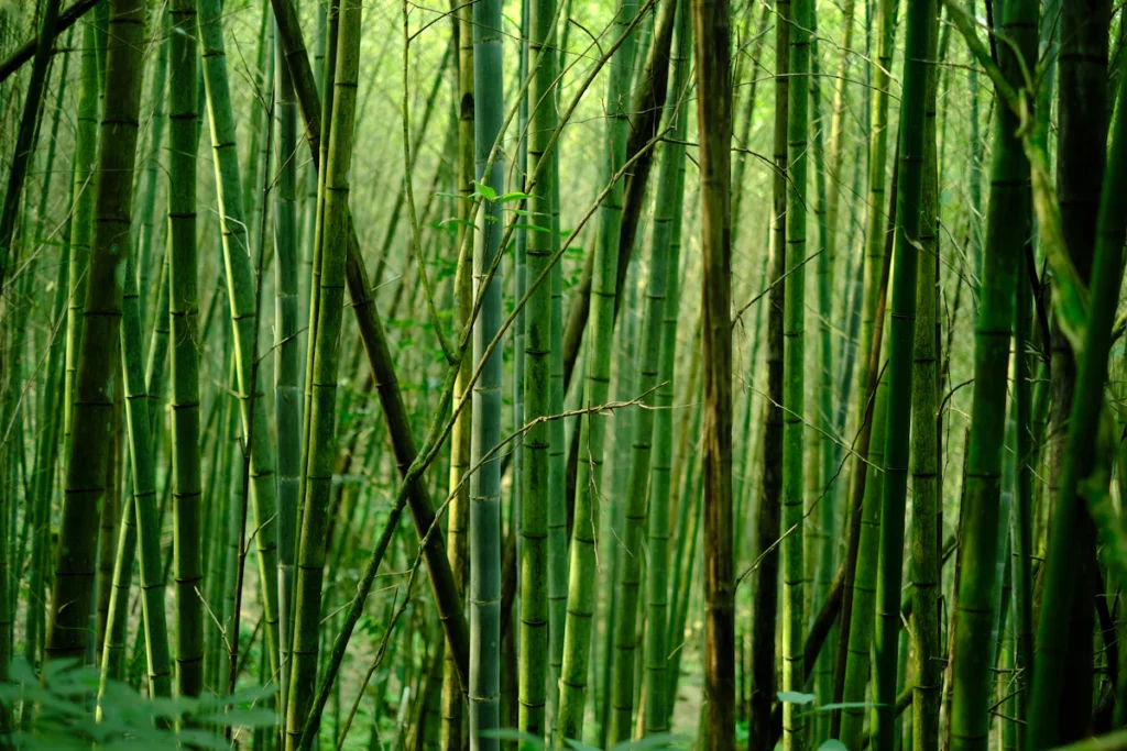 Bamboo stalks close-up