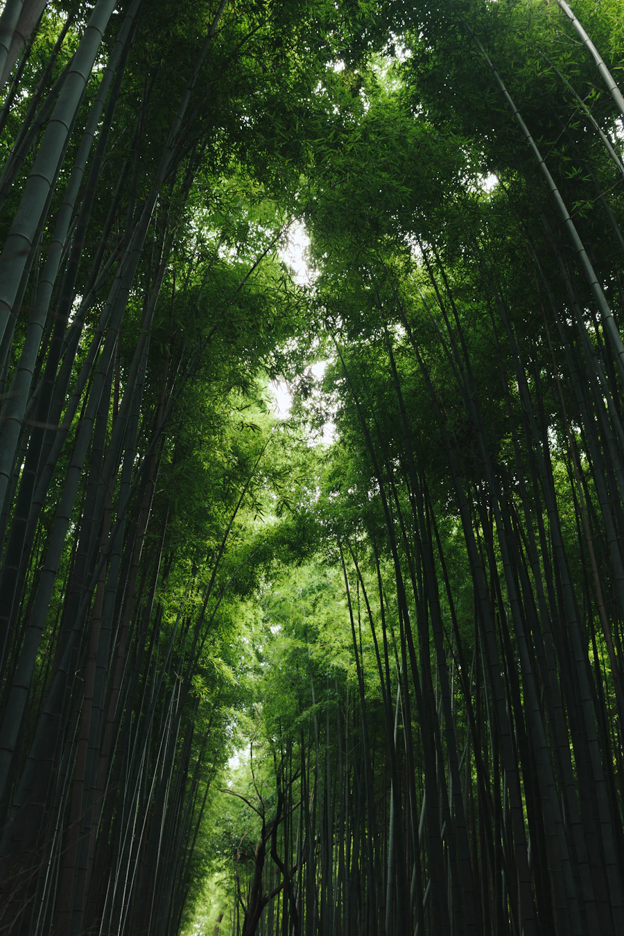 Cool bamboo grove